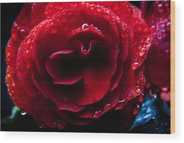 Flowers Wood Print featuring the photograph Red Rain by Glenn DiPaola