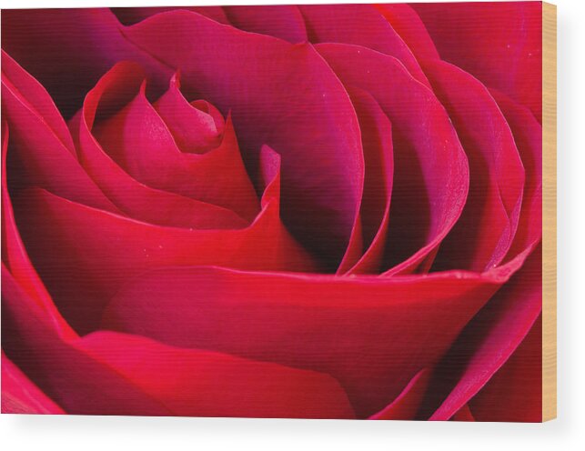Rose Wood Print featuring the photograph Red Red Rose by Georgette Grossman