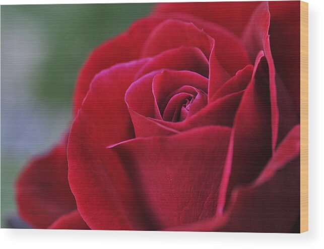 Red Wood Print featuring the photograph Red Rose Close 1 by Roger Snyder