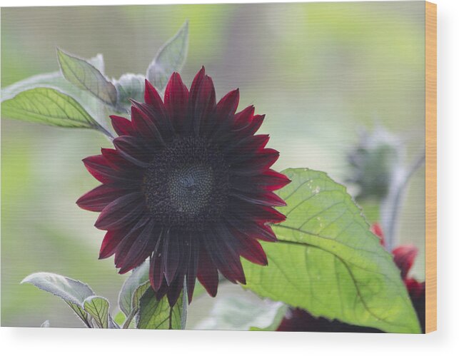 Dakota Wood Print featuring the photograph Red Sunflower by Greni Graph