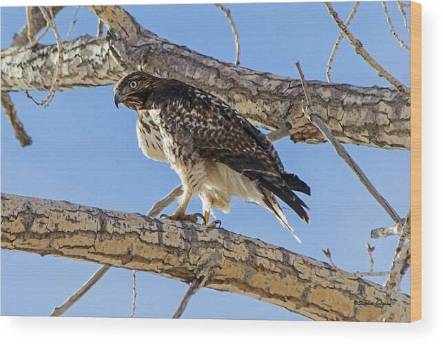 Hawk Wood Print featuring the photograph Red Tail Hawk in Cottonwood Tree by Stephen Johnson