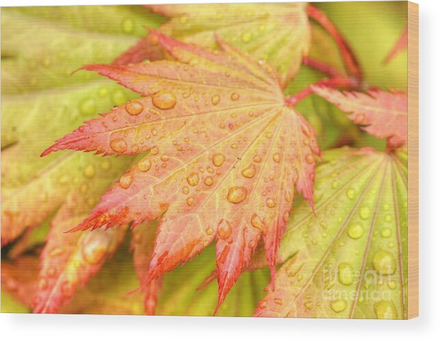 Red Wood Print featuring the photograph Red Tip Leaf by Tap On Photo