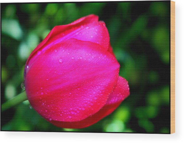 Flower Wood Print featuring the photograph Red Tulip after the Rain by Blessed by Gaia