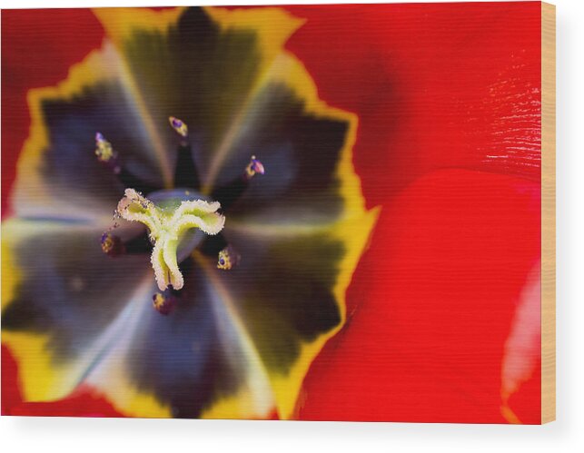 3scape Photos Wood Print featuring the photograph Red Tulip Macro by Adam Romanowicz
