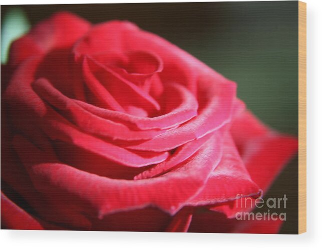 Red Wood Print featuring the photograph Red velvet rose by morning light by Lynn England