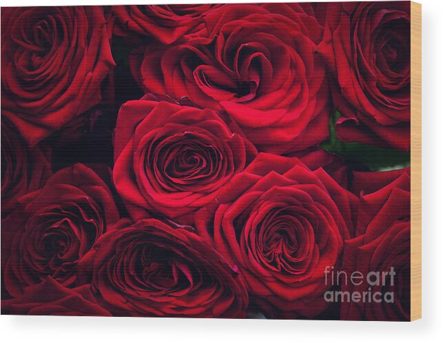 Rose Wood Print featuring the photograph Red wet roses isolated on black background by Michal Bednarek