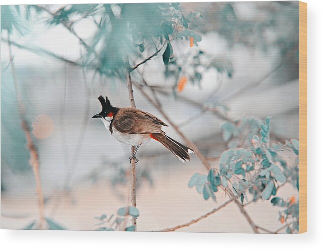 Nature Wood Print featuring the photograph Red-Whiskered Bulbul. Nature in Alien Skin by Jenny Rainbow
