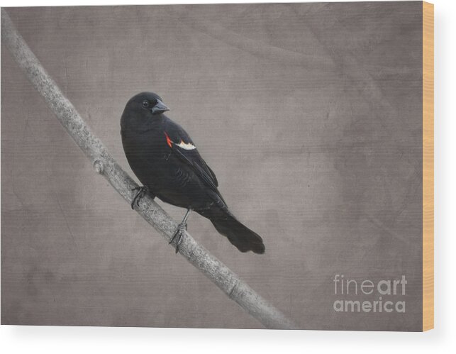 Red Winged Blackbird Wood Print featuring the photograph Red Winged Blackbird by Jayne Carney