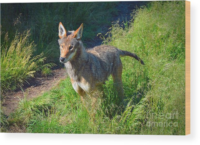 Red Wolf Wood Print featuring the photograph Red wolf pup by Frank Larkin
