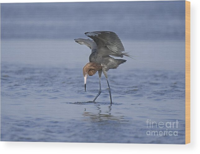 Reddish Egret Wood Print featuring the photograph Reddish Egret Fishing Texas by Dave Welling