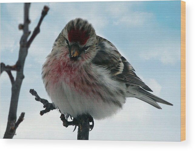 Redpoll Wood Print featuring the photograph Redpoll by Jackson Pearson