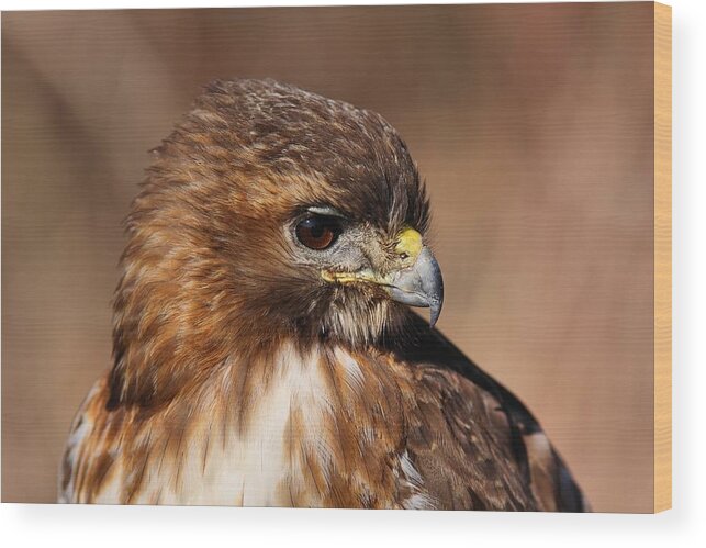 Red Tail Hawk Wood Print featuring the photograph Redtail Portrait by Mike Farslow