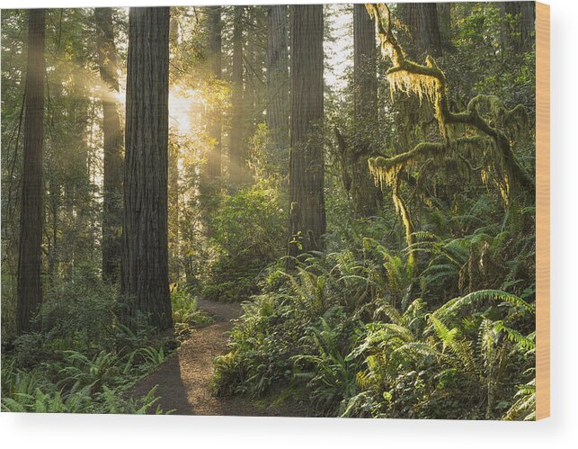 Sequoia Tree Wood Print featuring the photograph Redwood National Park by HadelProductions