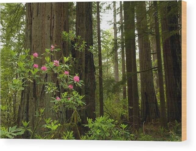 Photography Wood Print featuring the photograph Redwood Trees And Rhododendron Flowers by Panoramic Images