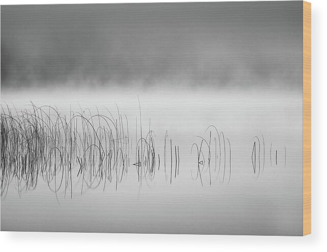 Reed Wood Print featuring the photograph Reed In Fog by Benny Pettersson