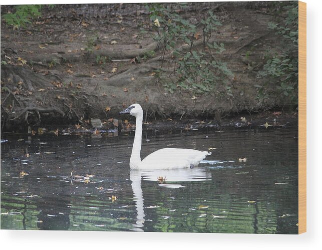 Swan Wood Print featuring the photograph Reflecting on grace by Denise Cicchella