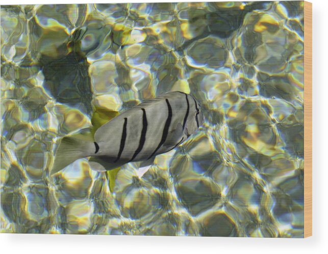 Pattern Wood Print featuring the photograph Reflection Fish by Bob Slitzan