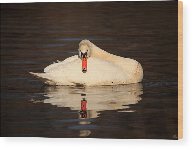 Swan Wood Print featuring the photograph Reflections Of A Swan by Karol Livote