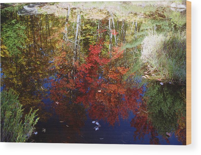 Nature Wood Print featuring the photograph Reflections on Algonquin by David Porteus