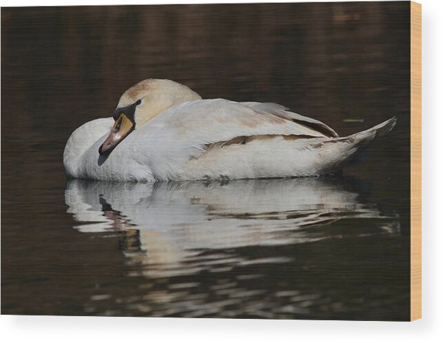 Swan Wood Print featuring the photograph Repose by Mike Farslow
