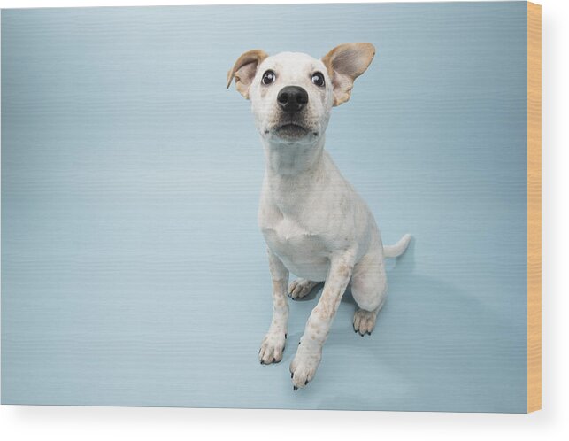 Pets Wood Print featuring the photograph Rescue Animal - Cattle Dog mix puppy by Amandafoundation.org