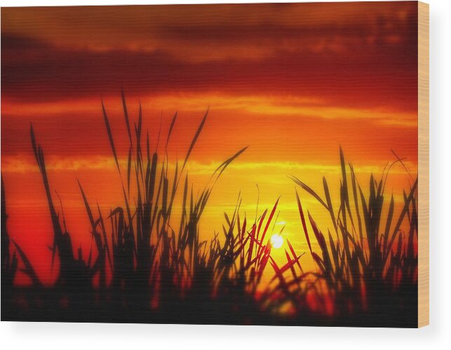 Ross Barnett Reservoir Wood Print featuring the photograph Reservoir Sunset Tall Grass by Jim Albritton