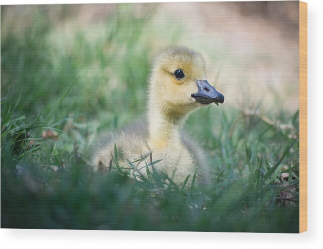 Gosling Wood Print featuring the photograph Rest by Priya Ghose