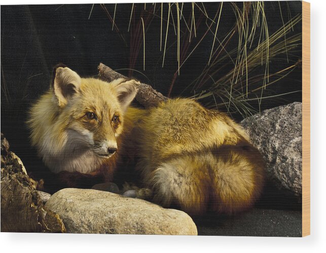 Fox Wood Print featuring the photograph Resting fox by Suanne Forster