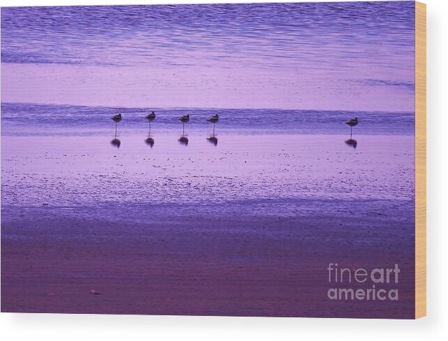 American Avocets Wood Print featuring the photograph Avocets Resting in the Sunset by Michele Penner