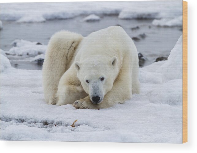 Polar Bear Wood Print featuring the photograph Resting on the Ice by Jack Bell