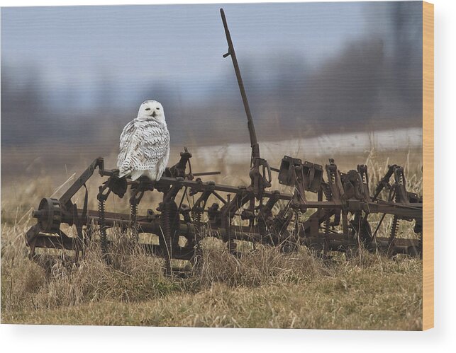 Snowy Owl Wood Print featuring the photograph Resting Place by Gary Hall
