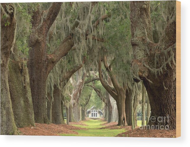 Avenue Of The Oaks Wood Print featuring the photograph Retreat Avenue Of The Oaks by Adam Jewell