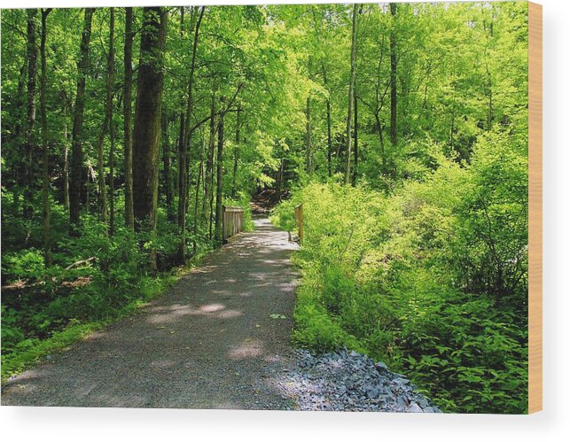 Forest Wood Print featuring the photograph Wooded Path 20 by Robert McCulloch