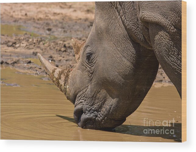 Tshukudu Wood Print featuring the photograph Rhino Drinking by Jennifer Ludlum