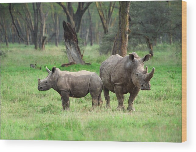 Africa Wood Print featuring the photograph Rhino Family by Sebastian Musial