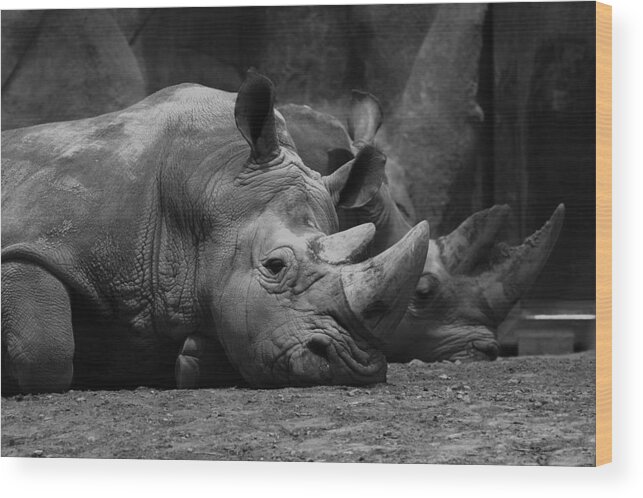 Black And White Wood Print featuring the photograph Rhinos by David Andersen