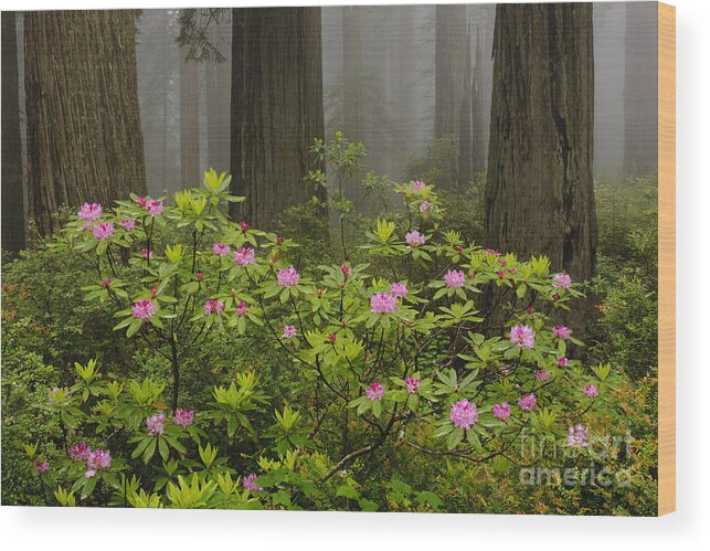 Pacific Rhododendron Wood Print featuring the photograph Rhododendron In Del Norte State Park, Ca by John Shaw