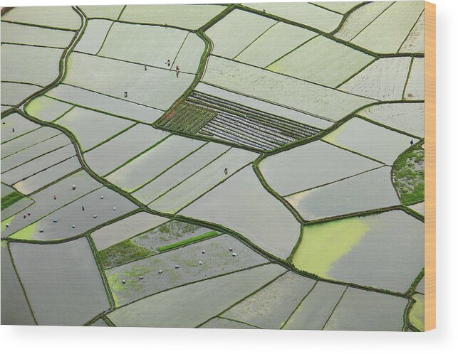 Scenics Wood Print featuring the photograph Rice Fields by Bihaibo