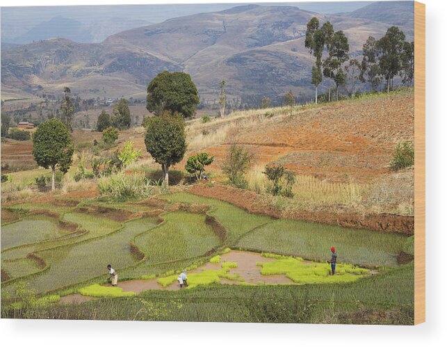 Feb0514 Wood Print featuring the photograph Rice Terraces Near Ambalavao Madagascar by Konrad Wothe