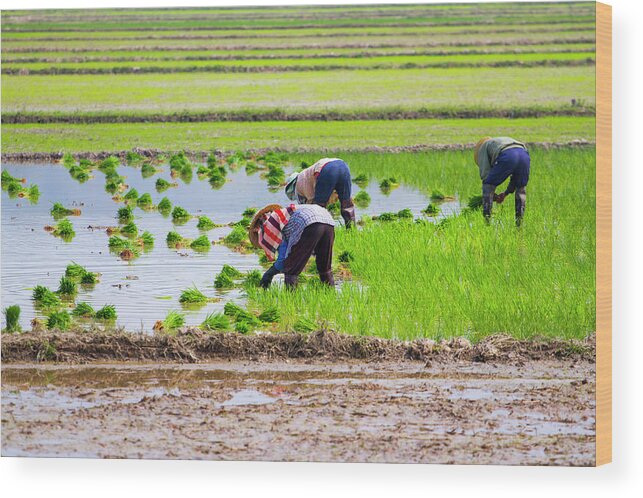 Working Wood Print featuring the photograph Rice Transplanting by Jean-claude Soboul