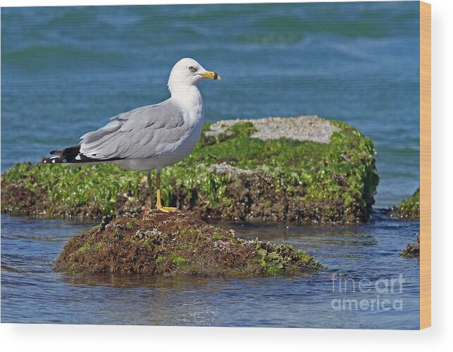 Gull Wood Print featuring the photograph Ring-billed Gull by Jennifer Zelik