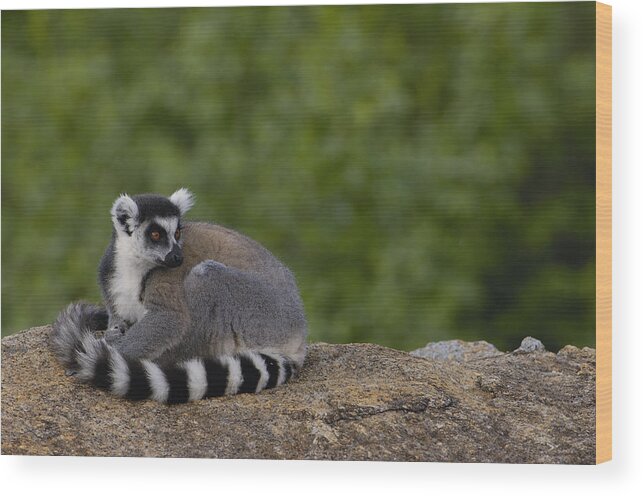 Feb0514 Wood Print featuring the photograph Ring-tailed Lemur Resting On Rocks by Pete Oxford