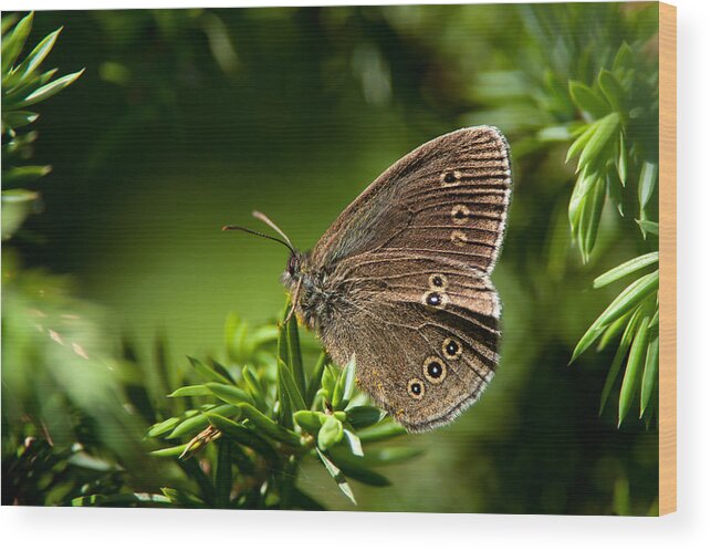 Ringlet Wood Print featuring the photograph Ringlet Aphantopus hyperantus by Torbjorn Swenelius