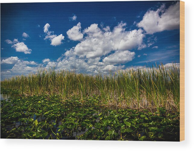 Everglades Wood Print featuring the photograph River of Grass by Christopher Perez