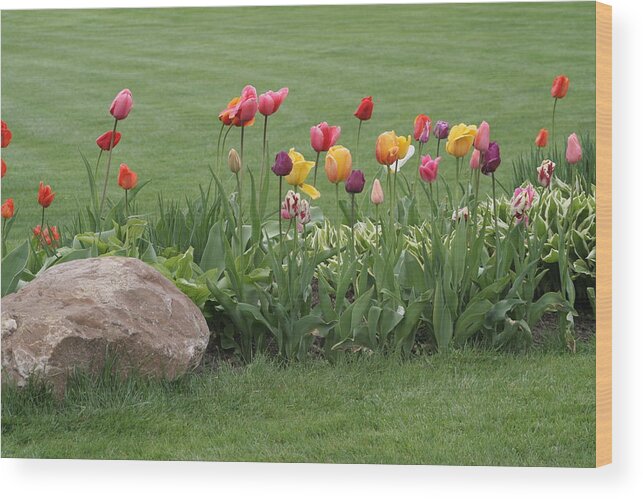 Tulips Wood Print featuring the photograph Tulip and Hosta Garden by Valerie Collins