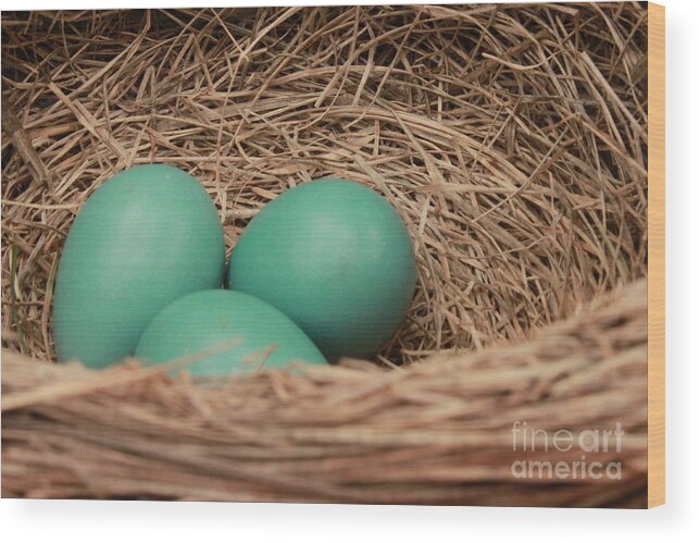 Robin Wood Print featuring the photograph Robins three blue eggs by Jennifer E Doll