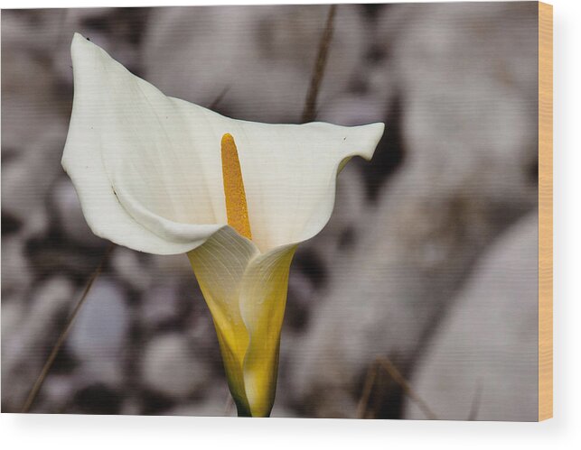 White Flower Wood Print featuring the photograph Rock Calla Lily by Melinda Ledsome