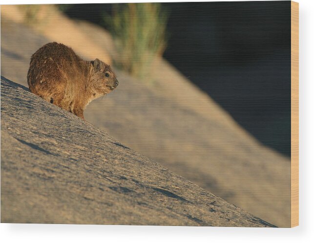 Hyrax Wood Print featuring the photograph Rock Hyrax by Bruce J Robinson