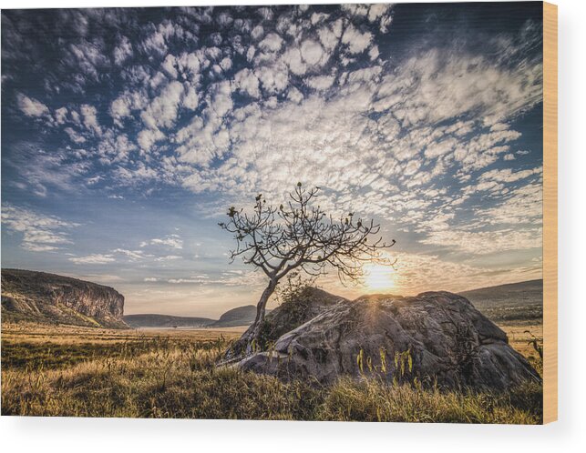 Africa Wood Print featuring the photograph Rock Tree and Rising Sun by Mike Gaudaur