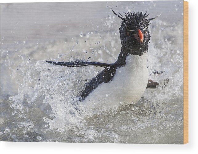 533773 Wood Print featuring the photograph Rockhopper Penguin Splashing Falklands by Heike Odermatt